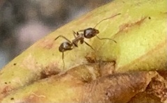 Linepithema humile