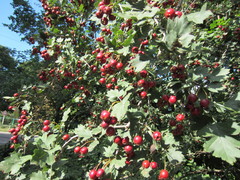 Crataegus ucrainica