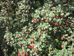 Crataegus ucrainica