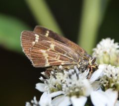 Amblyscirtes aesculapius