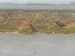 Acridotheres javanicus