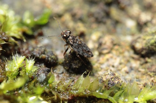 Saldula oahuensis, 2020-12-07
