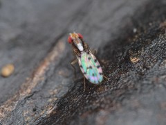Scaptomyza albovittata