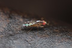 Scaptomyza albovittata