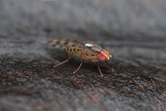 Scaptomyza albovittata