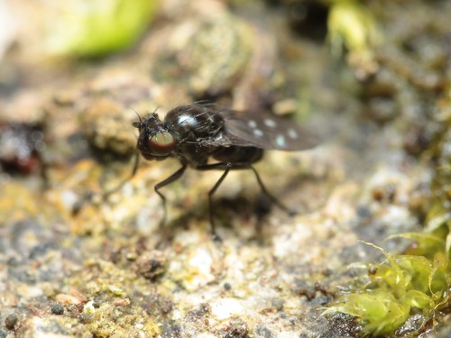Scatella hawaiiensis observed 2020-12-07