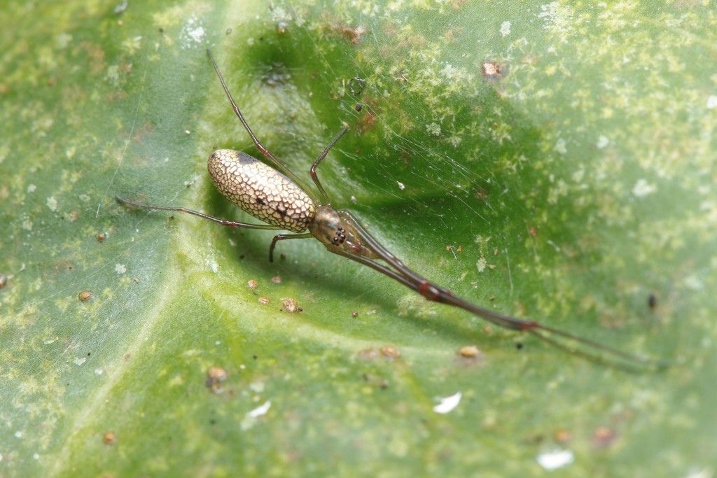 Tetragnatha hawaiensis