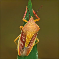 Megarrhamphus tibialis