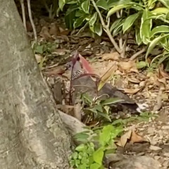 Streptopelia chinensis