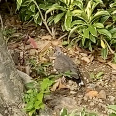 Streptopelia chinensis