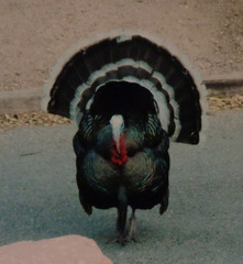 Meleagris gallopavo merriami