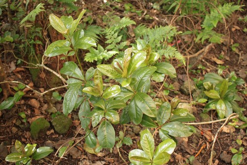 Embelia pacifica