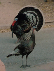 Meleagris gallopavo merriami
