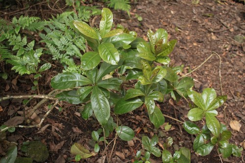 Embelia pacifica