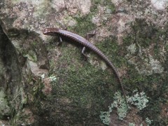 Concinnia brachysoma