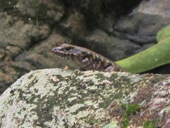 Concinnia brachysoma