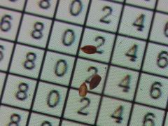 Elsholtzia splendens