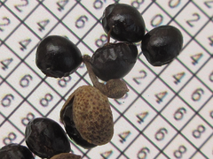 Zanthoxylum schinifolium