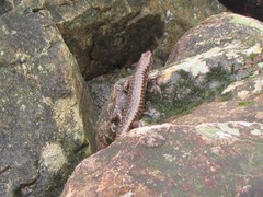 Concinnia brachysoma