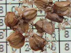 Alnus hirsuta