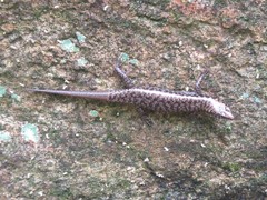 Concinnia brachysoma