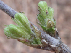 Weigela subsessilis