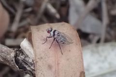 Anthomyia silvestris