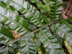 Bolbitis angustipinna