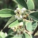 Silverleaf Cotoneaster - Photo (c) mvz-juangonzalezromero, some rights reserved (CC BY-NC), uploaded by mvz-juangonzalezromero