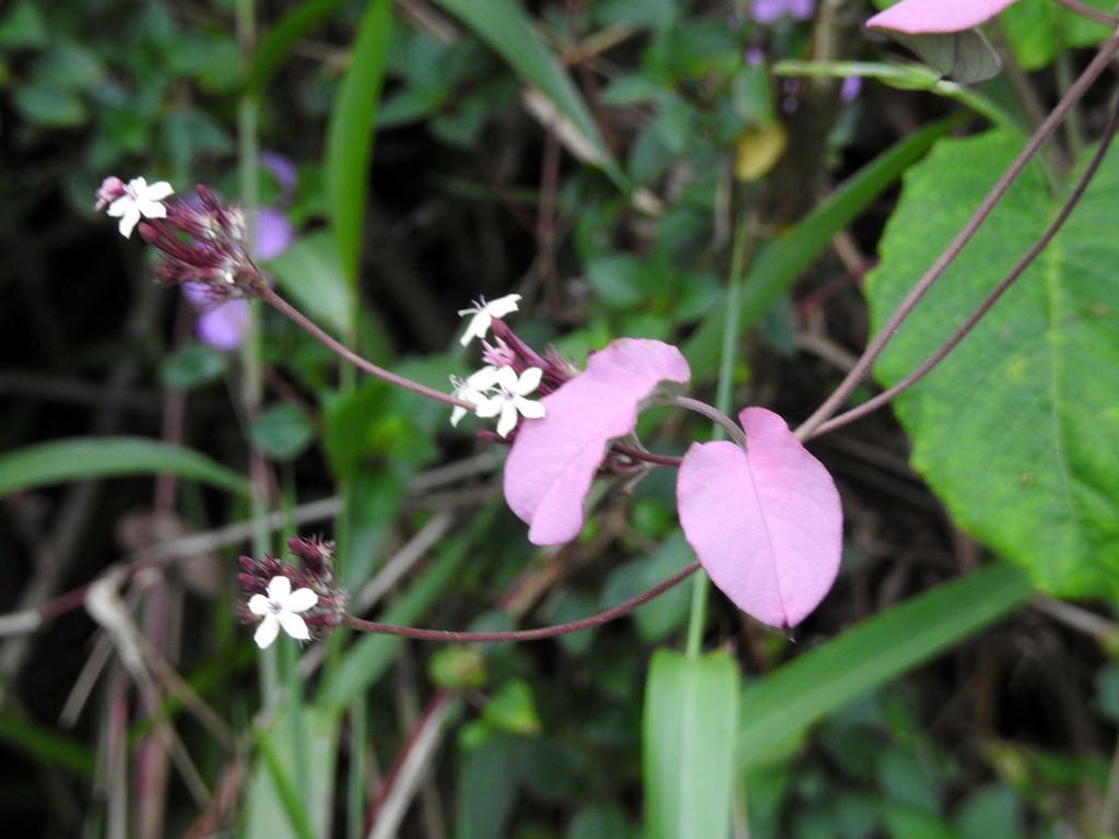 mealy sewervine