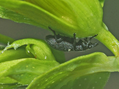 Pseudostenapion simum