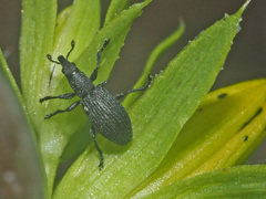 Pseudostenapion simum