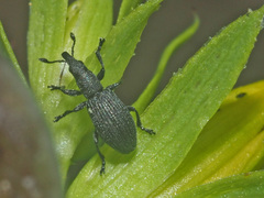 Pseudostenapion simum