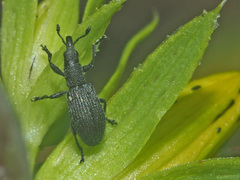 Pseudostenapion simum