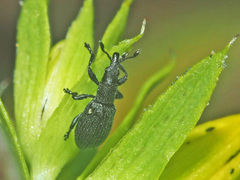 Pseudostenapion simum