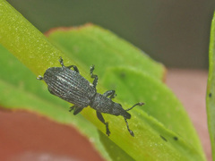 Pseudostenapion simum