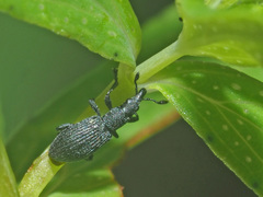 Pseudostenapion simum