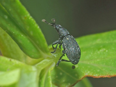 Pseudostenapion simum