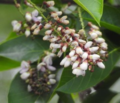Millettieae