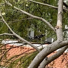 Gracupica nigricollis