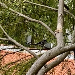 Gracupica nigricollis