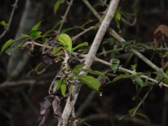 Benkara sinensis