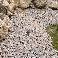 Streptopelia chinensis