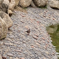 Streptopelia chinensis