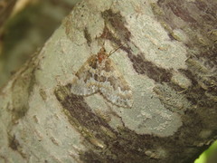 Electrophaes corylata