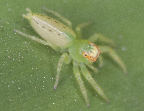 Green Jumping Spider photo 6