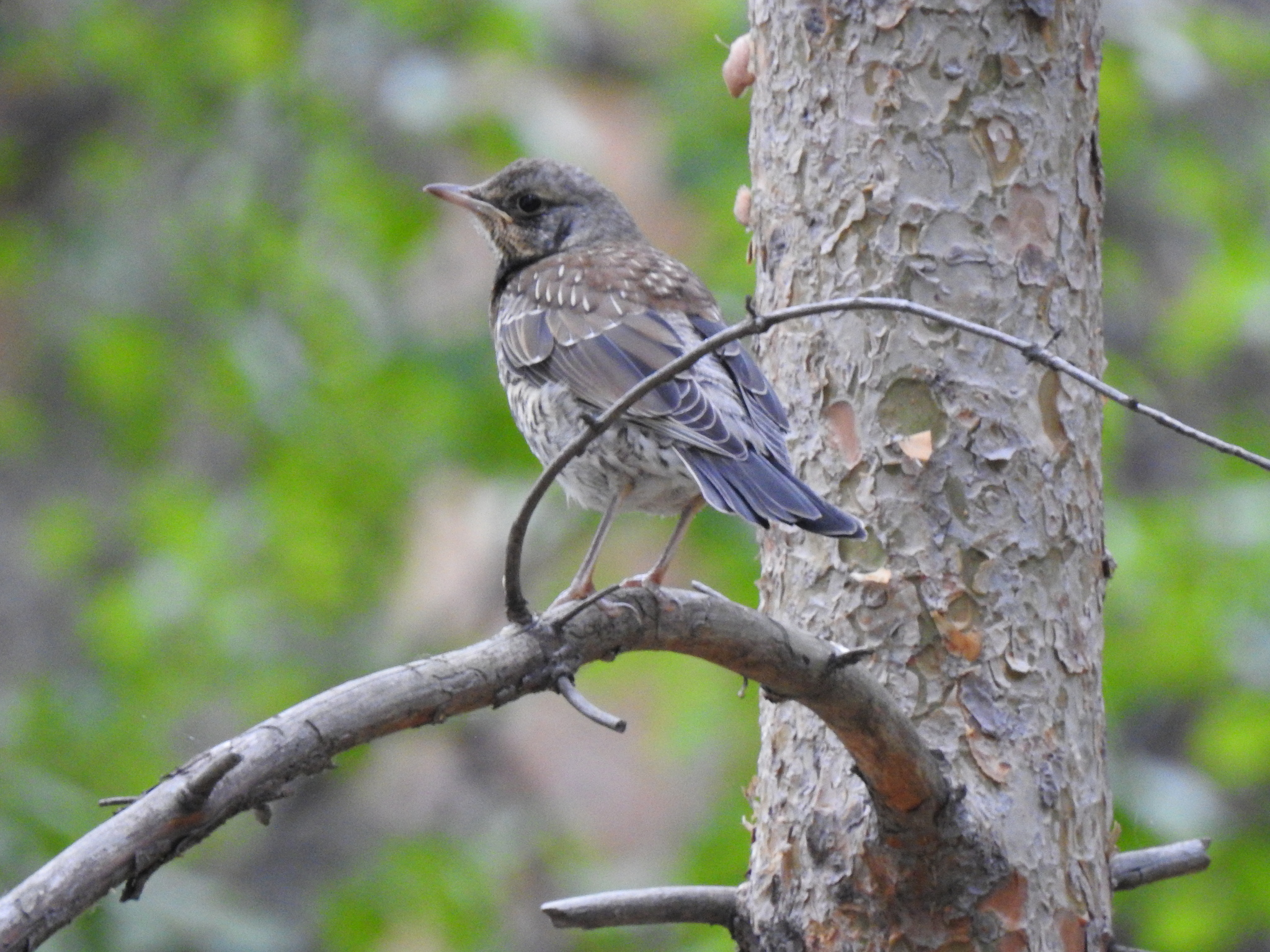 Fieldfare