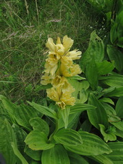 Gentiana burseri