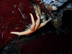Henricia leviuscula