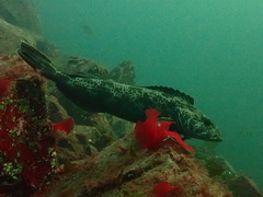 Lingcod photo 2